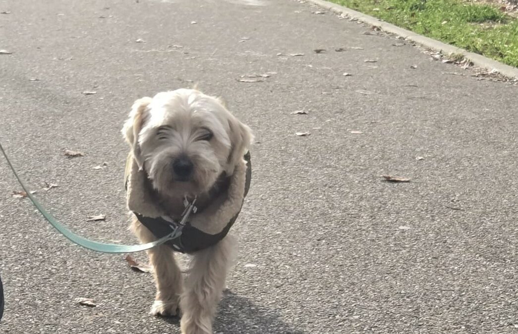 Douky – Adopté en Février 2026
