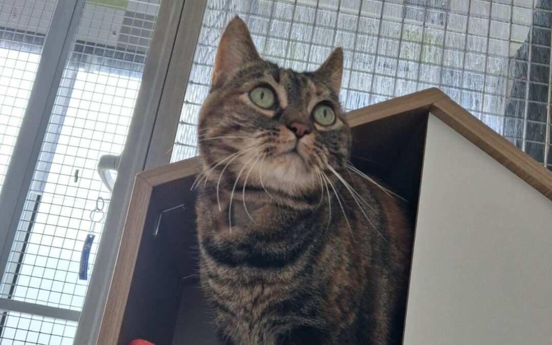 Fifille – Adoptée en Février 2026