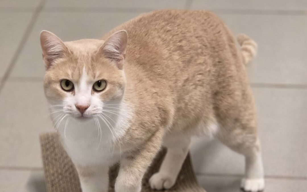 Kalina – Adoptée en Mars 2026
