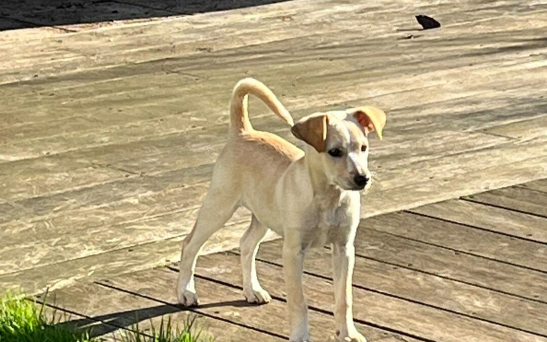Linka – Adoptée en Février 2026