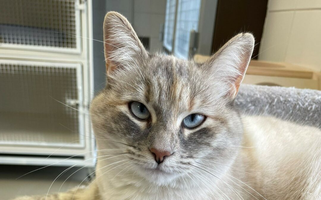 Louise – Adoptée en Mars 2026