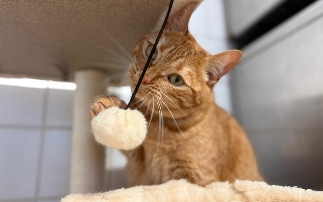 Mangue – Adoptée en Mars 2026