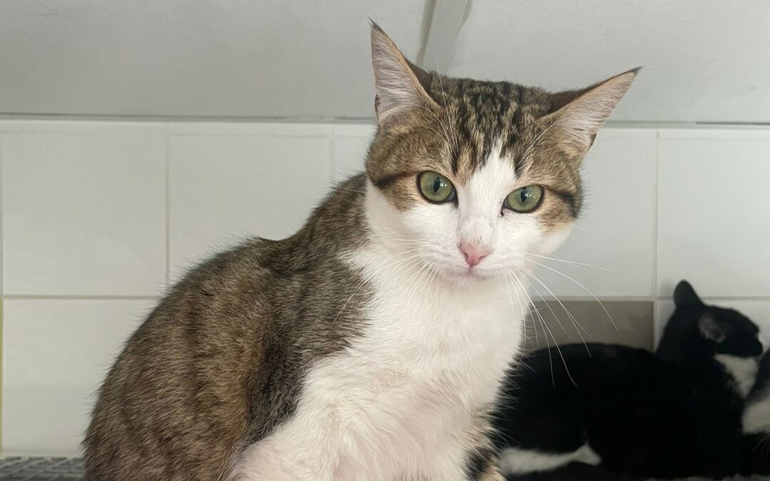 Patti – Adoptée en Février 2026