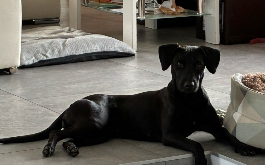 Tina – Adoptée en Février 2026