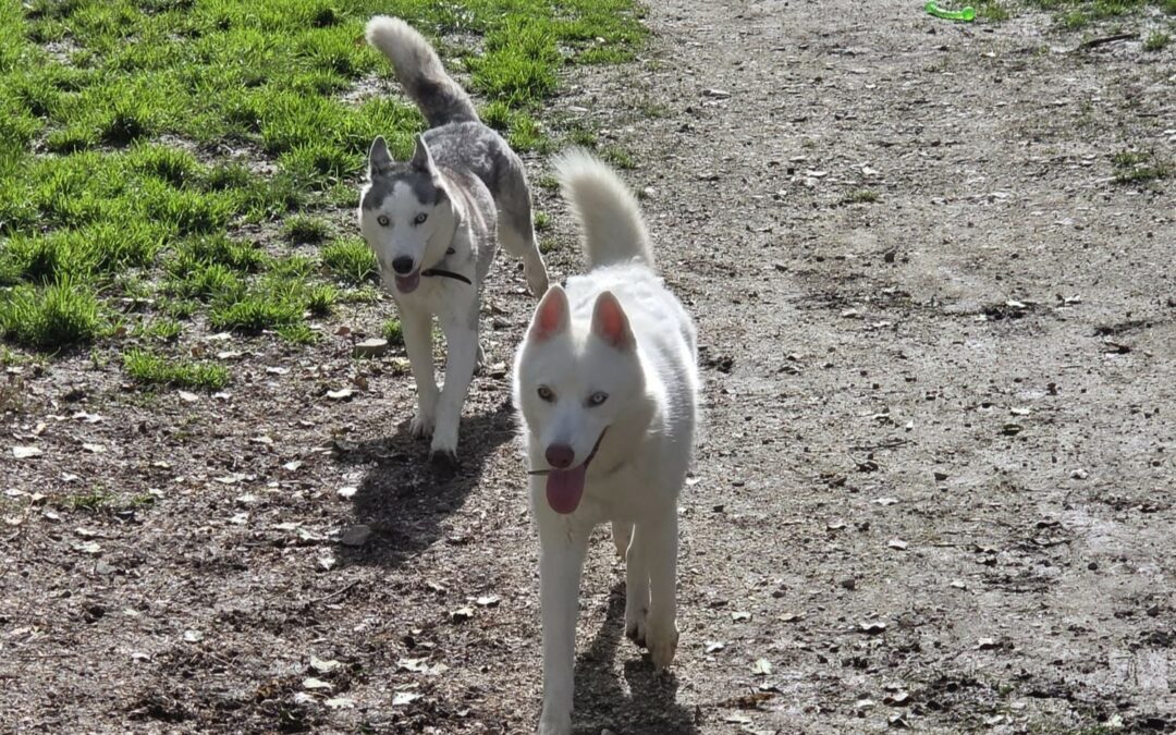 Snowy & Bella – Réservées