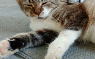 Benji – dossier en cours