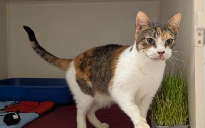 Hbiba